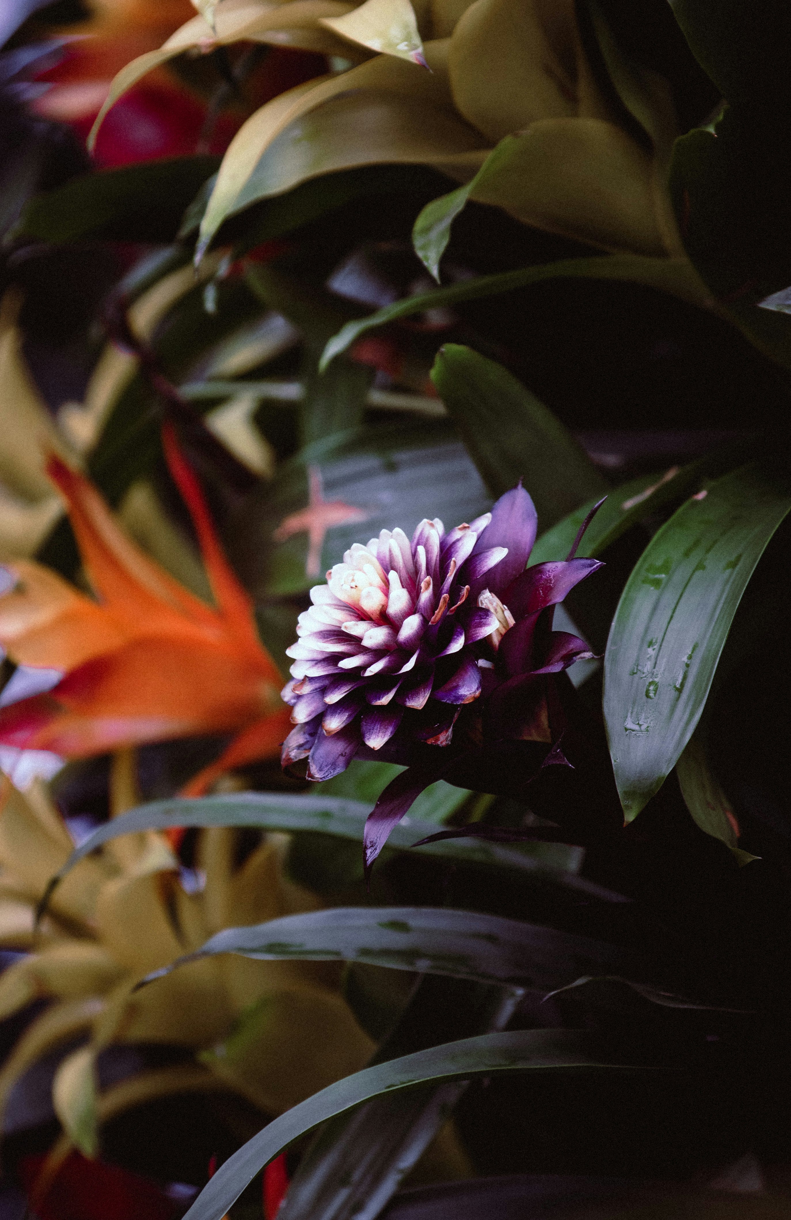 purple flower in macro shot